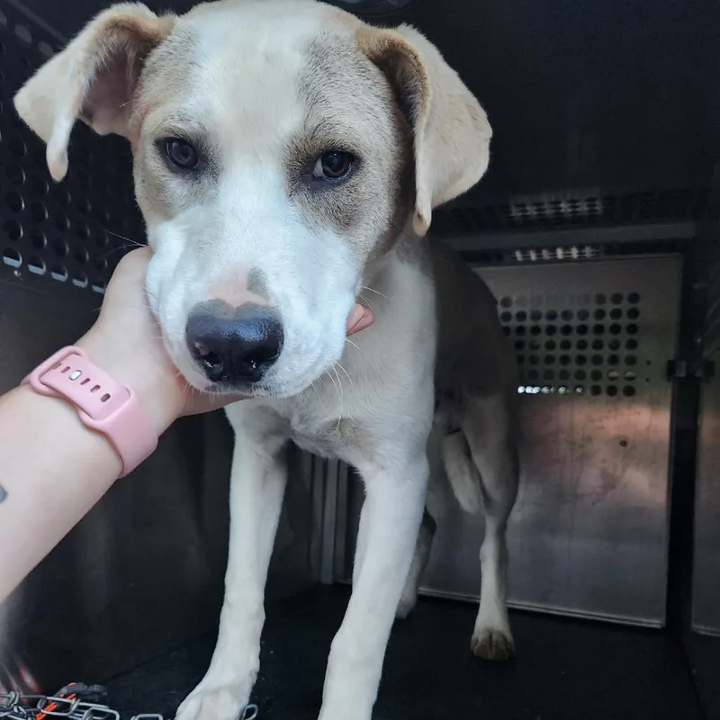 A young medium-sized male White / Cream Shepherd dog named Luke for adoption in Birmingham, AL