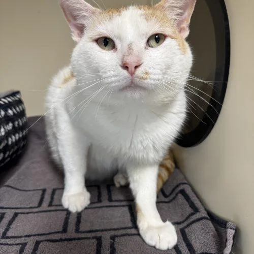 A senior medium-sized male Domestic Short Hair cat named Beckham for adoption in Toms River, NJ