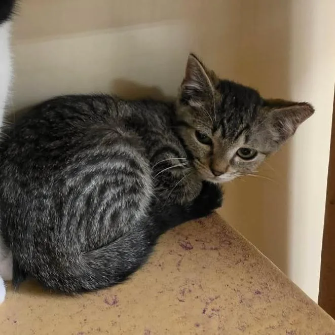A baby small-sized female Gray / Blue / Silver Domestic Short Hair cat named June for adoption in Newcastle, OK