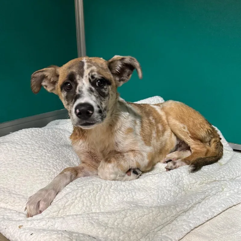 A baby medium-sized female White / Cream Shepherd dog named Chickadee for adoption in San Antonio, TX