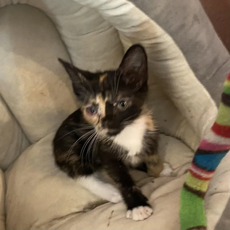 A baby medium-sized female Domestic Short Hair cat named Peach for adoption in Tampa, FL