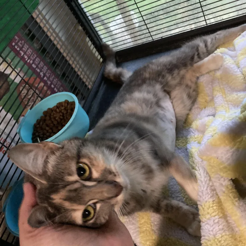 An adult small-sized female Dilute Calico Domestic Short Hair cat named Sedona for adoption in Kelso, WA