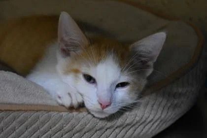 A young medium-sized male Domestic Short Hair cat named Jungle Gym for adoption in Kansas City, MO
