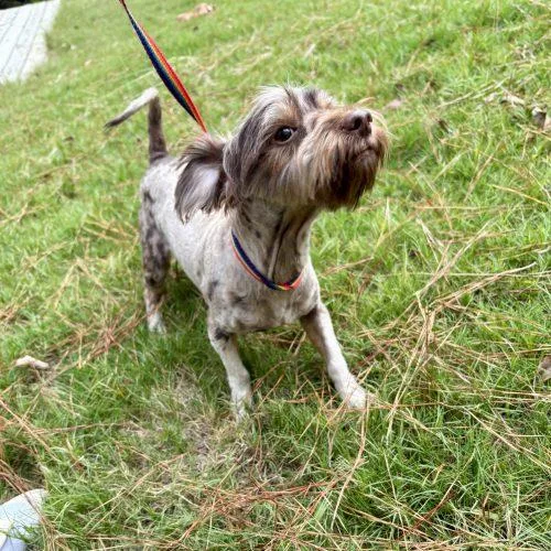 A baby small-sized male Brown / Chocolate Patterdale Terrier / Fell Terrier dog named Patterson for adoption in Sanford, NC