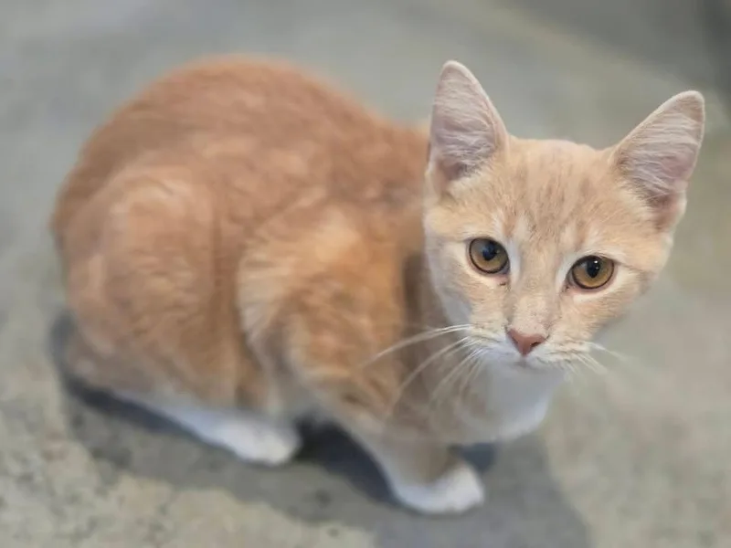 A young medium-sized female Buff & White Domestic Short Hair cat named Lillian for adoption in Woodsfield, OH