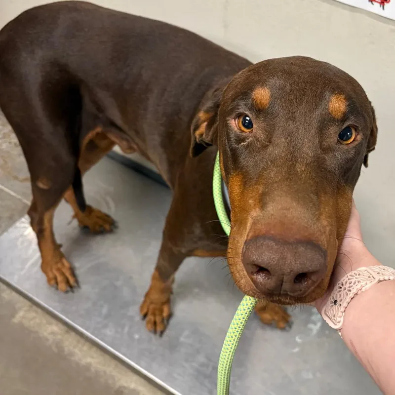 A senior large-sized male Brown / Chocolate Doberman Pinscher dog named Moses for adoption in Yuma, AZ