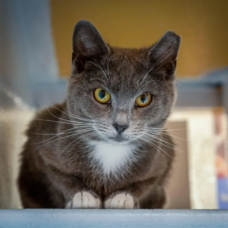 A young large-sized female Gray & White Russian Blue cat named Windy for adoption in HANSON, MA