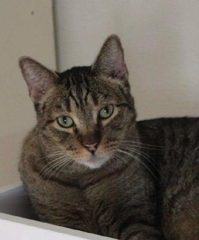 An adult large-sized male Domestic Short Hair cat named Kent for adoption in Tucson, AZ