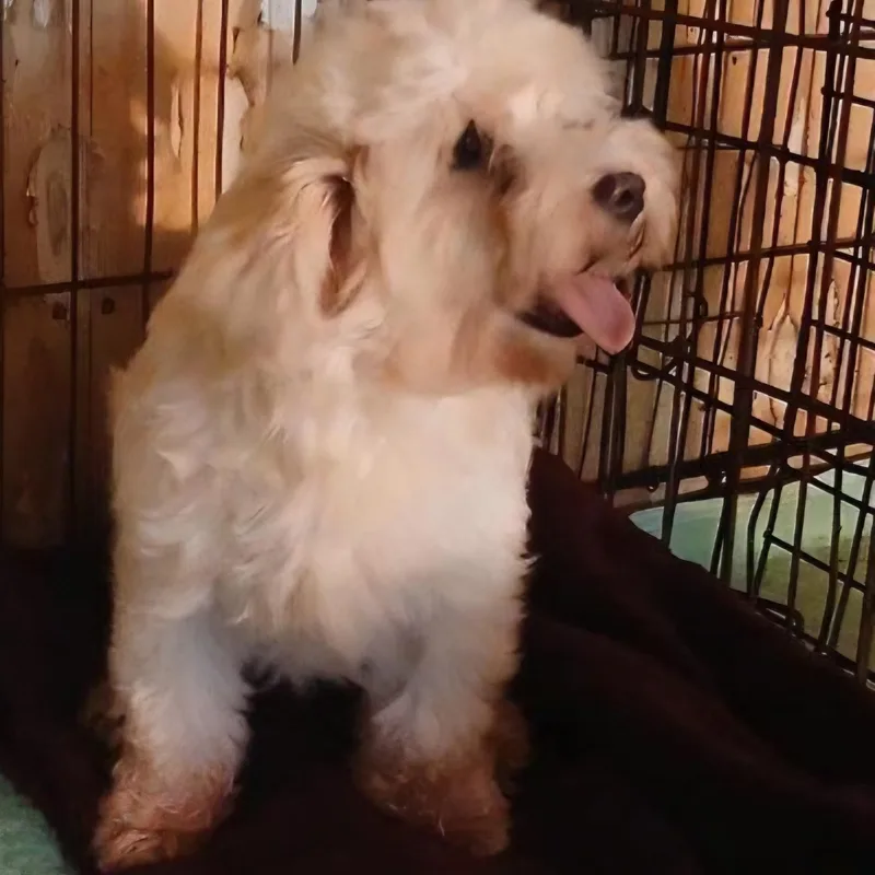 A young small-sized female White / Cream Bichon Frise dog named Victoria for adoption in Chicopee, MA