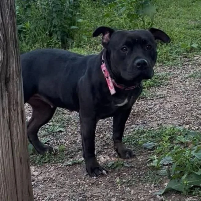 An adult medium-sized female Black American Staffordshire Terrier dog named Princess Black Bee D for adoption in Minneapolis, MN