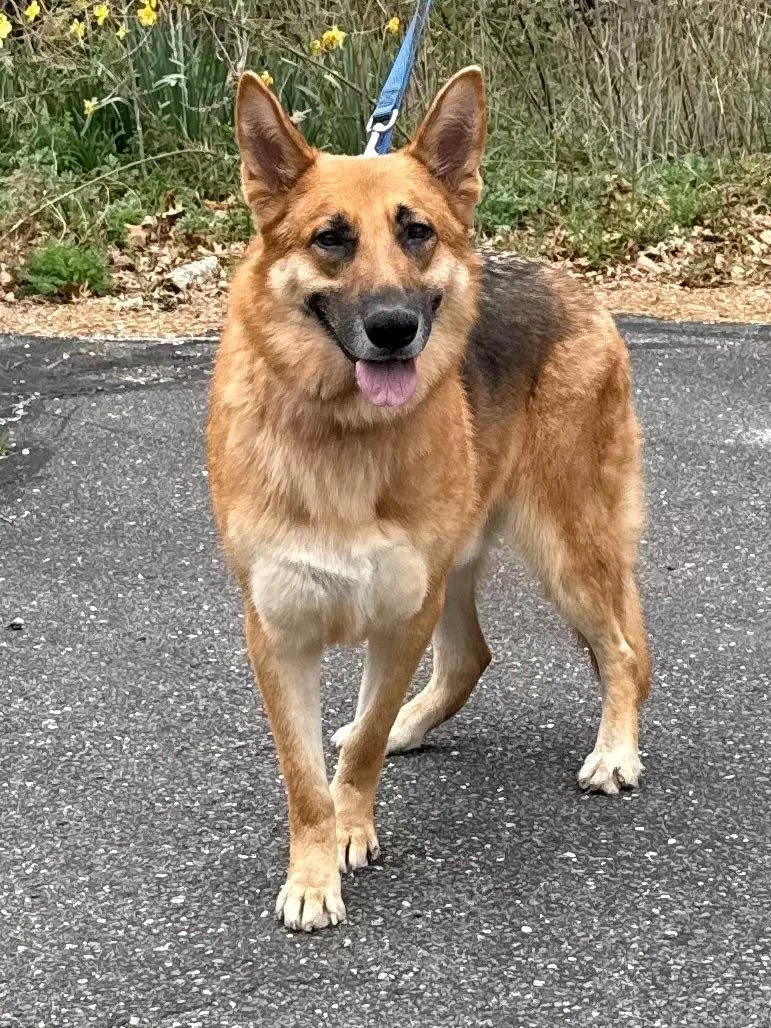 An adult large-sized male German Shepherd Dog dog named Arden for adoption in Old Westbury, NY