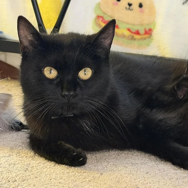 An adult medium-sized female Black Domestic Short Hair cat named Robin for adoption in Stoughton, WI
