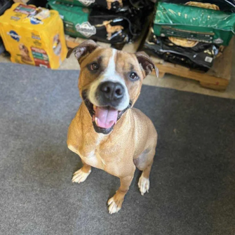 An adult medium-sized male Brown / Chocolate Boxer dog named Walker for adoption in Shelby, NC