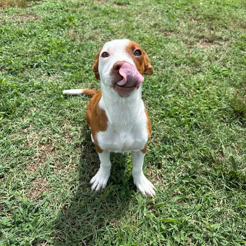 A baby small-sized female Yellow / Tan / Blond / Fawn Chihuahua dog named Dawn for adoption in Roxboro, NC