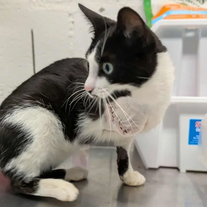 An adult medium-sized male White Domestic Short Hair cat named Dr. Dre for adoption in Greenville, PA