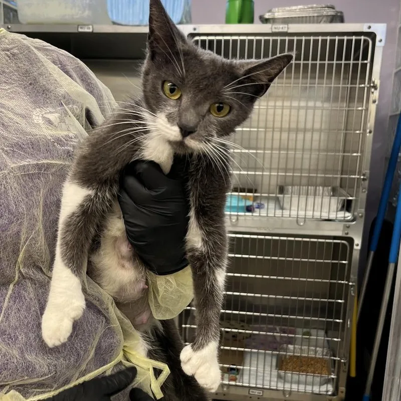 A young medium-sized female Gray / Blue / Silver Domestic Short Hair cat named Bubble for adoption in West Palm Beach, FL