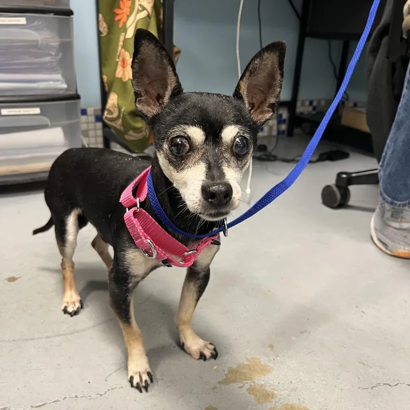 A senior small-sized male Black Chihuahua dog named Spooky for adoption in West Chester, PA
