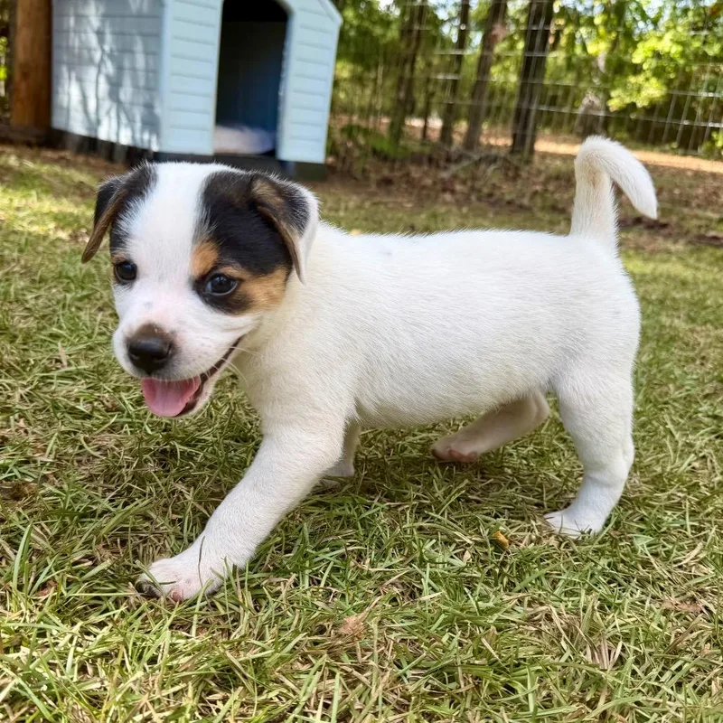 A baby small-sized male Beagle dog named Cooper______ for adoption in Opelika, AL