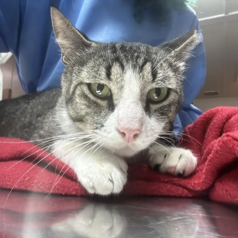 An adult large-sized male Gray / Blue / Silver Domestic Short Hair cat named Sweetie Boy for adoption in Pensacola, FL