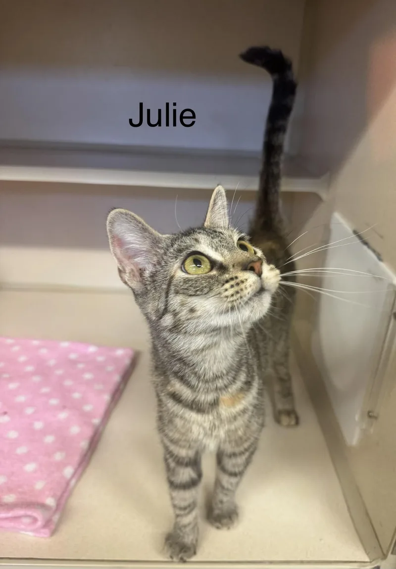 A baby medium-sized female Calico Tiger cat named Julie for adoption in Ulster, PA