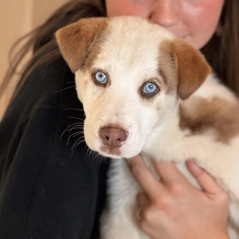 A baby large-sized male Siberian Husky dog named Koda for adoption in Sparta, NJ