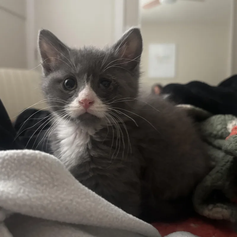 A baby small-sized male Gray & White Domestic Short Hair cat named Bernie Wilson for adoption in Morrison, CO