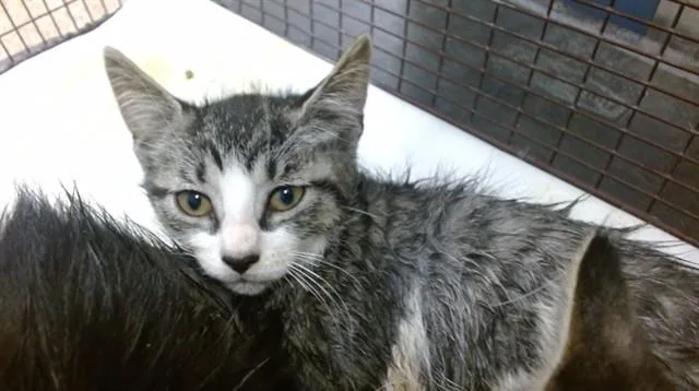 A baby small-sized male Domestic Short Hair cat named Moey for adoption in Miami, FL