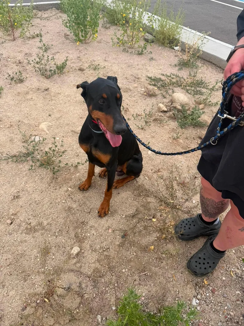 An adult large-sized male Doberman Pinscher dog named Rigley for adoption in Denver, CO