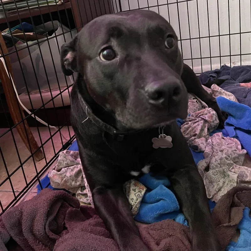 A senior large-sized male Bull Terrier dog named Captain for adoption in West Palm Beach, FL