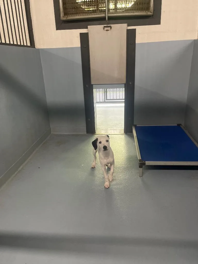 A baby small-sized female Mixed Breed dog named Dellia for adoption in Cartersville , GA
