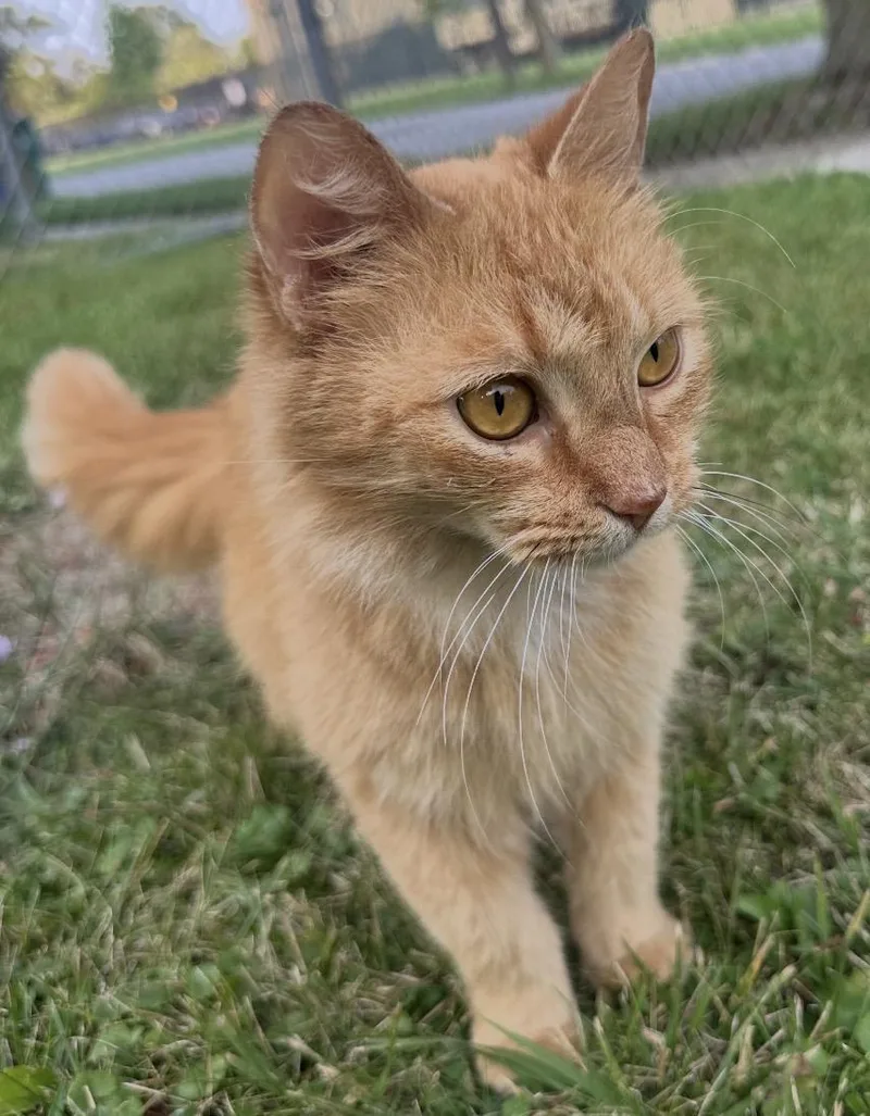 A baby medium-sized female Domestic Long Hair cat named Sobu for adoption in Buffalo, NY