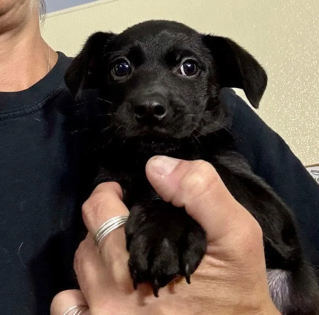 A baby medium-sized female Labrador Retriever dog named Sage for adoption in Lake Hopatcong, NJ