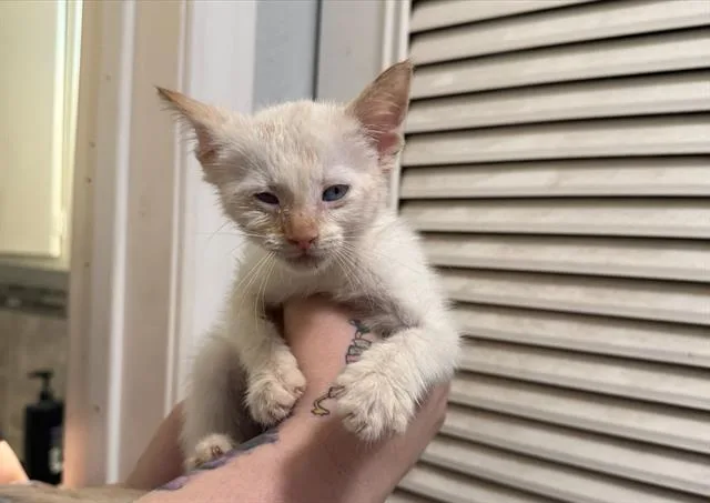 A baby small-sized male Domestic Short Hair cat named Omar for adoption in San Antonio, TX
