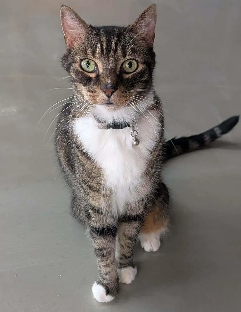 Jeffrey