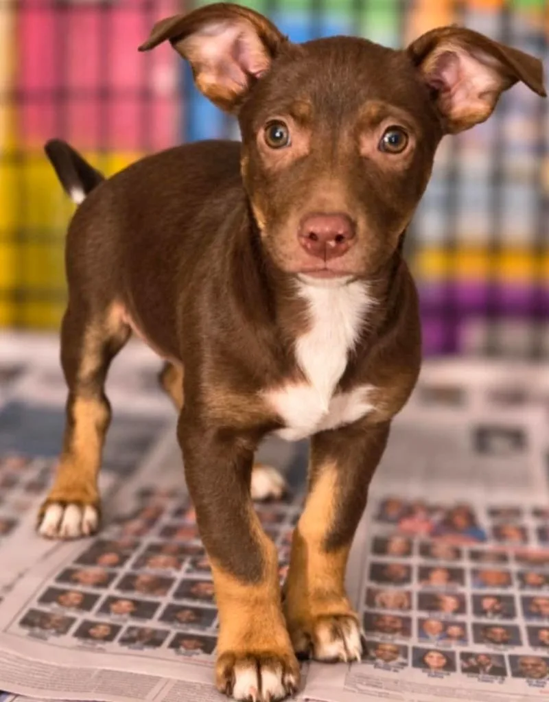 A baby medium-sized female Hound dog named Wanda Faye Netherland for adoption in El Dorado, AR