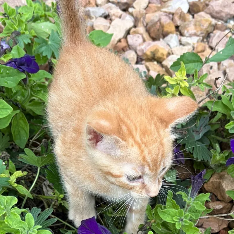 A baby small-sized male Orange / Red Domestic Short Hair cat named Franz C for adoption in Princeton, MN