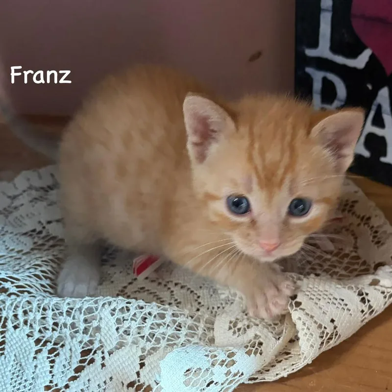 Franz C thumbnail 5
