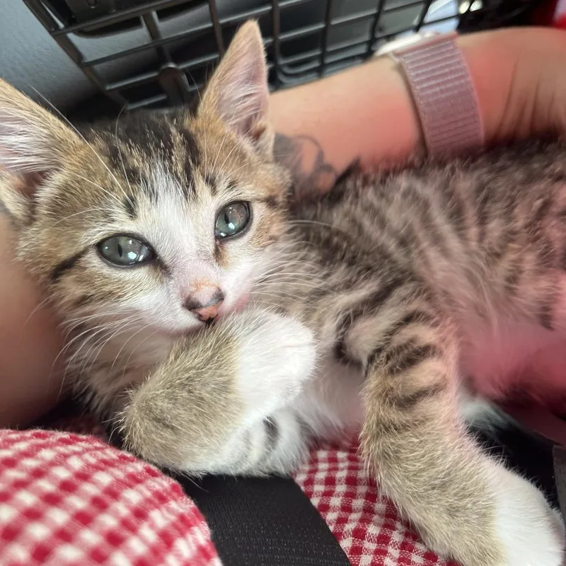 A baby small-sized male Brown / Chocolate Domestic Short Hair cat named Pennywise for adoption in Evanston, IL