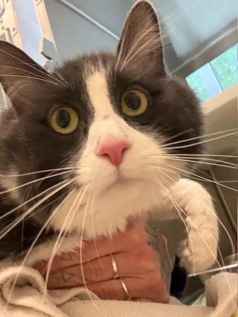 Meeko