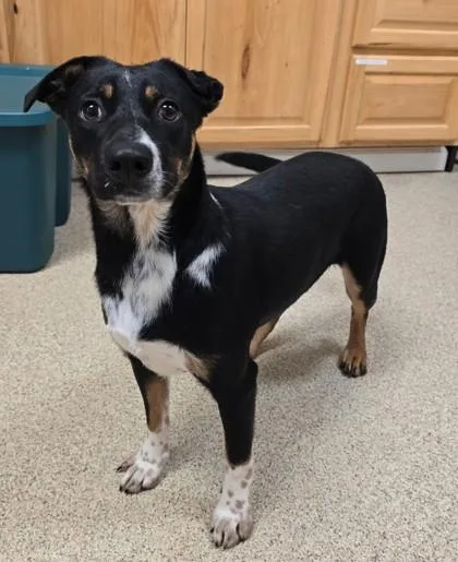 An adult medium-sized female Mixed Breed dog named Beebe for adoption in Harbor Springs, MI