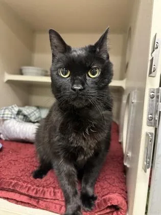 A senior small-sized female Domestic Short Hair cat named Squish for adoption in Quakertown, PA