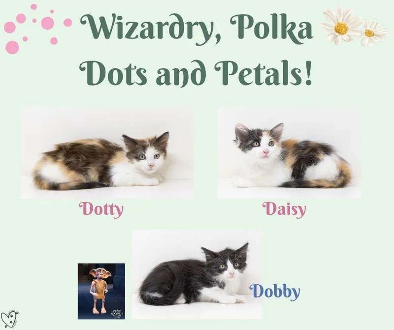 A baby medium-sized female Calico cat named Dotty for adoption in Trophy Club, TX