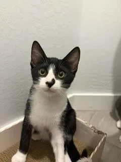 A baby small-sized male Tuxedo cat named Jo Impala for adoption in Chandler, AZ