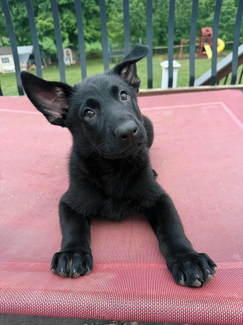 A young medium-sized female Black German Shepherd Dog dog named Vera for adoption in Grantville, PA