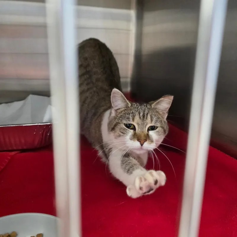 A young medium-sized female Brown / Chocolate Domestic Short Hair cat named Munchkin for adoption in Greenville, NC