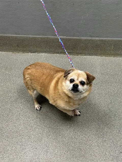 Duke
