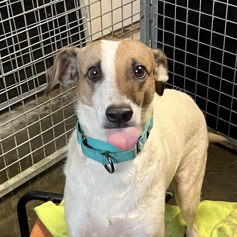 An adult medium-sized male Brown / Chocolate Mixed Breed dog named Spirit for adoption in Sarasota, FL