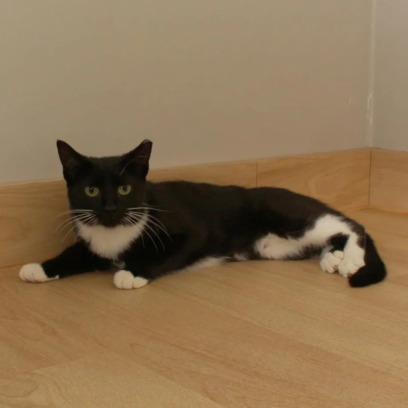 A young medium-sized female Black Domestic Short Hair cat named Tuxie C for adoption in Minnetonka, MN
