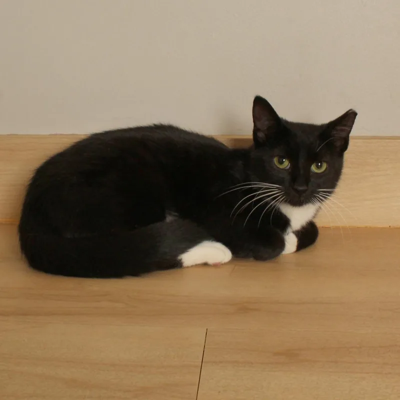 Tuxie C thumbnail 2