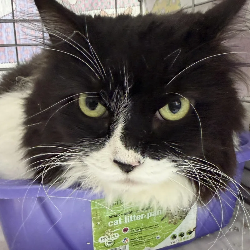 An adult medium-sized female Black Domestic Long Hair cat named Luna for adoption in Baltimore, MD